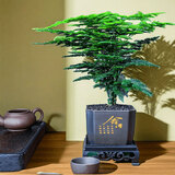 格调生活文竹盆栽室内绿植花卉盆景四季常绿植物云竹客厅办公桌摆盆景 广州文竹（舍得方形树料盆）肥料