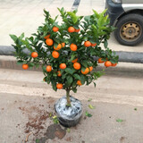 青渊沙糖桔树苗南方北方种植橘子树苗柑桔果树果苗嫁 2年精选苗后年结果死苗包补