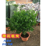 萌妹九里香盆栽花卉植物盆景室内绿植驱蚊四季青七里香带花苞浓香 10年苗(带花苞发) 不含盆