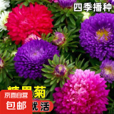 【京东物流】混色彩虹糖果菊花卉种子耐热易种阳台庭院植物种子 混色糖果菊种子2袋