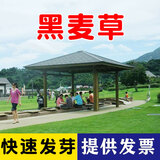 萌蕴（MengYun）进口草坪种子草籽矮四季青草种护坡绿化耐寒耐旱免修剪草皮草种子 【黑麦草】耐寒草坪一斤