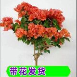 步恋【带花苞发货】重瓣三角梅大棵庭院阳台室内植物花卉盆栽树苗爬藤 绿叶橙【带花发货】 福建基地【含育苗盆土】