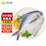 皮小鲜青岛深海捕捞银野生银鲳鱼 4斤白鲳鱼平鱼晶鱼 新鲜速冻发货 2斤 【精品】2斤装（每斤3-4条)