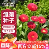 花沃里雏菊花种子约1000粒 花卉种子阳台盆栽种菜土四季草籽庭院/田间种