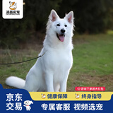 福贝纯享德国牧羊犬德牧幼犬狼狗东德宠物狗活体【咨询客服1V1视频选宠】 宠物级 C款 公