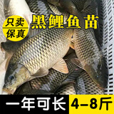 荣郁大品种稻田鲤鱼苗淡水养殖建鲤丰鲤鱼苗草鱼苗大种工程鲫鱼苗包活 鲤鱼苗2-3厘米30条送20%防损