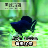 卡奇鱼 观赏鱼活体 胎生鱼 黑玛丽 皮球鱼 小型鱼 曼龙 热带鱼观赏鱼 黑色玛丽球10条