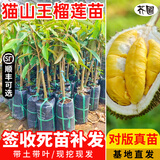 芥圃榴莲苗 嫁接金枕榴莲苗南方种植 官方旗舰 黑刺猫山王榴莲果树苗 嫁接猫山王榴莲苗 【带土带叶】 1年苗 高度：30-50公分高