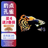 森悠（SARYOR）孔雀鱼纯种观赏鱼小型淡水好养热带鱼活体斑马金鱼凤尾鱼繁殖 豹点2对+1对防损【3公3母】