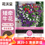 花沃里矮牵牛花种子1万粒 花卉种子四季花种家庭盆栽土阳台庭院种植草籽