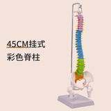 蓝蝶45cm彩色人体脊柱模型可弯曲椎体 彩色人体脊椎脊椎模型带骨盆+股骨 人体骨骼模型 立式脊柱 45CM彩色脊柱【悬挂式软腰椎】