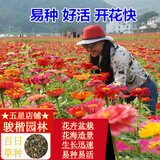 骏楷园林百日草种子重瓣百日菊花海组合四季开花草花卉种籽庭院易活花种子 百日草波斯菊混合一斤