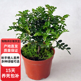 欧芽清香胡椒木植物办公室桌面绿植花卉 盆栽室内客厅 清香木2年苗【原盆】 含盆