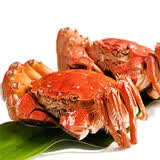 鲜活六月黄大闸蟹1只（1.6-1.8两/只）