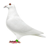 信鸽鸽子活体血统鸽成绩赛鸽幼鸽种鸽清棚鸽外血种鸽一对詹森信鸽 纯白种鸽 一只母