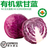 诸氏橙品【有机】紫甘蓝 现摘紫包菜卷心菜 新鲜蔬菜生吃沙拉凉拌食材 （3份*500g/份）调色，风味更佳