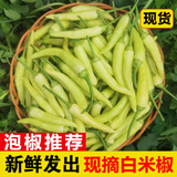 辰实【现货】野山椒 广西新鲜小米辣椒 朝天椒 泡椒 白米椒 2斤 【现摘现发】