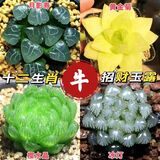 墨一玉露多肉植物带盆栽好蓝镜玉露办公室桌面盆栽植物花卉教师节礼物 【属牛招财】组合 带盆栽好