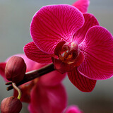 爱你一万年蝴蝶兰花苗带花剑带花苞盆栽兰花大苗客厅室内植物花卉四季好养活 红蝴蝶带营养液