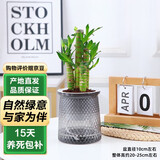 泰西丝荷花竹室内桌面盆栽盆景水培植物摆件+繁星塑料吸水盆 源头直发
