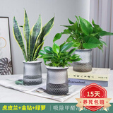 欧悟 室内办公桌面绿植净化空气除甲醛水培植物小绿植花卉盆栽绿萝 A【虎皮兰+金钻+绿萝】套餐 带盆栽好