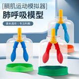 六鑫膈肌运动模拟器肺呼吸模型制作人体肺气体交换初中生物实验器材教学仪器生物肺中考生物通气