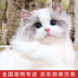 涴喵 布偶猫活体幼猫宠物猫咪活体海双蓝双山猫布偶蓝眼睛长毛仙女猫 宠物级 蓝双布偶猫