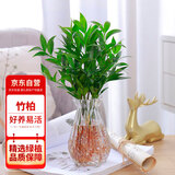 花行榜竹柏盆栽水培新宠植物室内绿植盆栽花卉10棵+透明钻石瓶源头直发