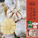 寿禾大蒜头种子多瓣秋冬蔬菜苗 大蒜种子1斤+25g菠菜种子源头直发包邮