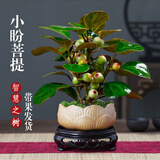 花行榜菩提树盆栽小盼菩提盆景带果中式禅意桌面摆件室内绿植物源头直发