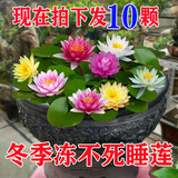 蝶遇睡莲池塘养殖水生水培植物四季睡莲花苗种根水养花卉庭院盆栽开花 混色睡莲种苗 10 裸根不带土