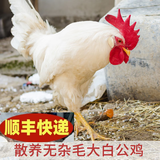 芊姹【当天发货】正宗纯白无杂毛大公鸡活鸡白毛大公鸡药引子专用 3斤重白公鸡1只