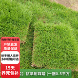 欧芽草皮带土真草坪别墅庭院绿化四季青马尼拉草玉龙草免修剪 【马尼拉草块】抗旱耐踩踏  5平方 10cm以下
