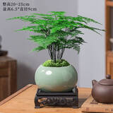 花翁文竹盆栽绿植物室内客厅中式禅意盆景办公室摆件高端花卉源头直发