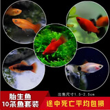 卡奇鱼 胎生鱼 玛丽球鱼热带观赏鱼淡水鱼活体鱼宠物鱼宠物活体丽丽曼龙 5种胎生鱼各5条