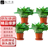 九千谷绿萝盆栽除甲醛室内客厅土培绿植花卉盆景好养活4盆源头直发