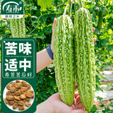 寿禾 苦瓜种子种苗油绿微苦菜瓜蔬菜种籽 潍育寿苦1号苦瓜种子10g