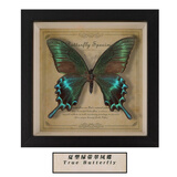 蒲恋真蝴蝶标本相框 木质装饰画DIY复古相框摆台家具装饰生日礼物礼品 夏型绿带翠凤蝶 印象复古实木黑框+礼品袋