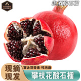 南步四川攀枝花黑籽酸石榴【现摘】纯酸石榴突尼斯软籽酸甜可泡酒水果 8斤 特大果【单果约400克】