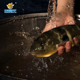 中洋鱼天下 河豚鱼150g 全程可追溯 30年养殖技术无毒 生鲜 海鲜水产 送礼