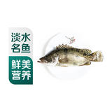 鲜活桂鱼400-500g/条
