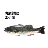 鲜活冲浪河鲈鱼400-500g/条