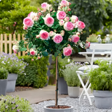 景郁春 JIRYUCUR树桩月季棒棒糖花苗特大花朵花卉植物树状月季粉色系源头直发