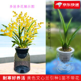 劉閣蘭花5色文心兰盆栽带花苞梦香兰奶香水味迷你兰花苗浓香型室内花卉 黄色梦香1苗试养无花配北欧盆