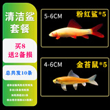 森悠（SARYOR）金苔鼠淡水鱼鱼缸清洁鱼观赏鱼热带鱼好养工具鱼吃垃圾鱼 金苔鼠鱼5条+粉虹鲨5条