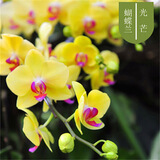 爱你一万年蝴蝶兰花苗带花剑带花苞盆栽兰花大苗客厅室内植物花卉四季好养活 光芒带营养液