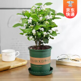 开时果 茉莉花盆栽浓香型 桌面绿植物阳台花卉树苗盆景摆件源头直发包邮 精品茉莉花3-6棵【加仑盆】