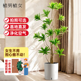 植男植女大型盆栽 发财树天堂鸟办公室内开业乔迁礼 造型百合竹源头直发