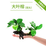 疯狂水草（FKSC）真水草鱼缸造景套餐净化水质懒人鱼缸水草植物直接入缸蜈蚣草 大叶榕【双头沉木】