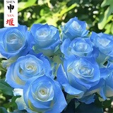 申堰【2颗】碎冰蓝玫瑰玫瑰老桩花卉绿植盆栽阳台花卉玫瑰花盆栽室内 稀有天空蓝/共【2颗】